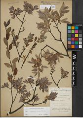 Foto von Salix lapponum L. x Salix myrtilloides L.